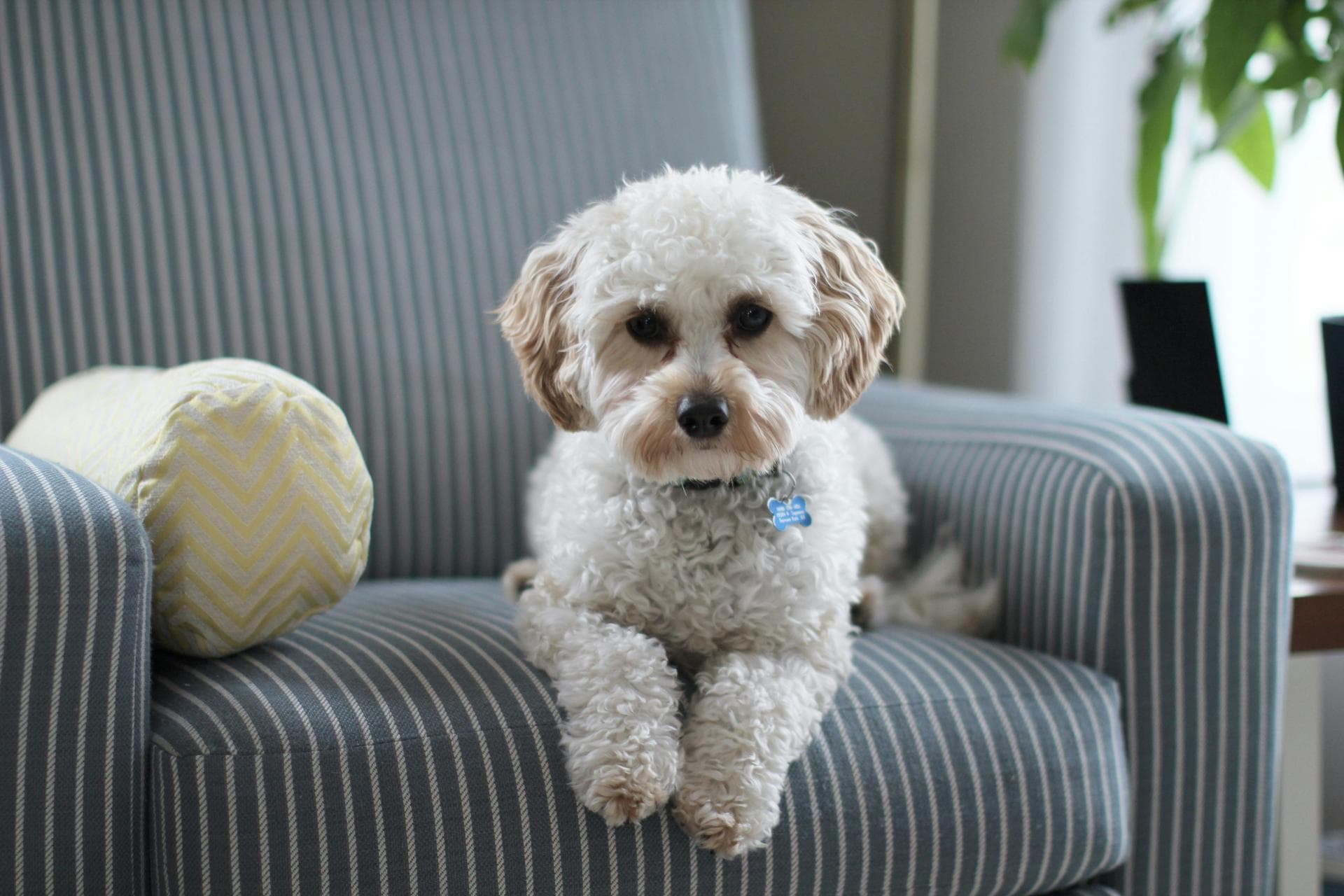 Dog Puppy Vaccinations Kennel Cough Prices in Leeds