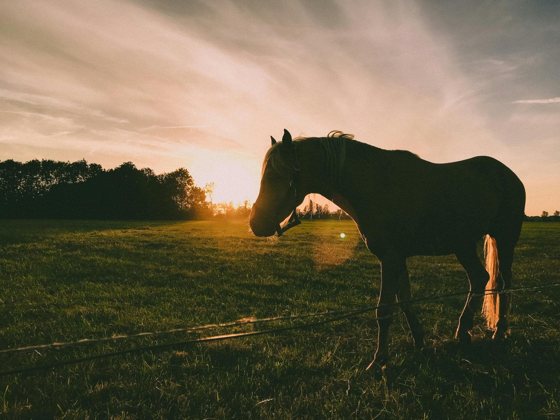 Farm & Large-Animal Vets near Leeds