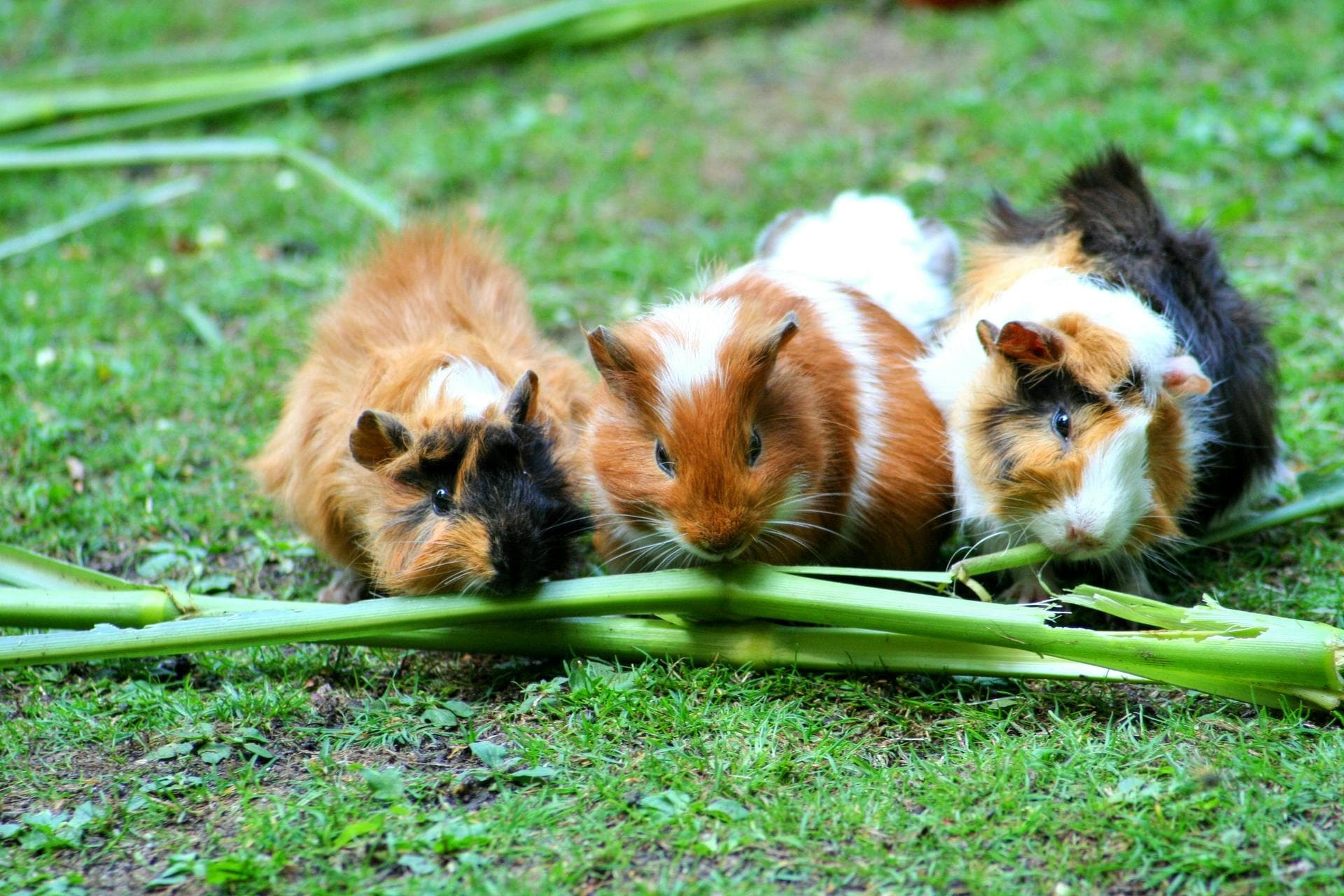 Rabbit Spay Castrate Neutering Prices in Leeds