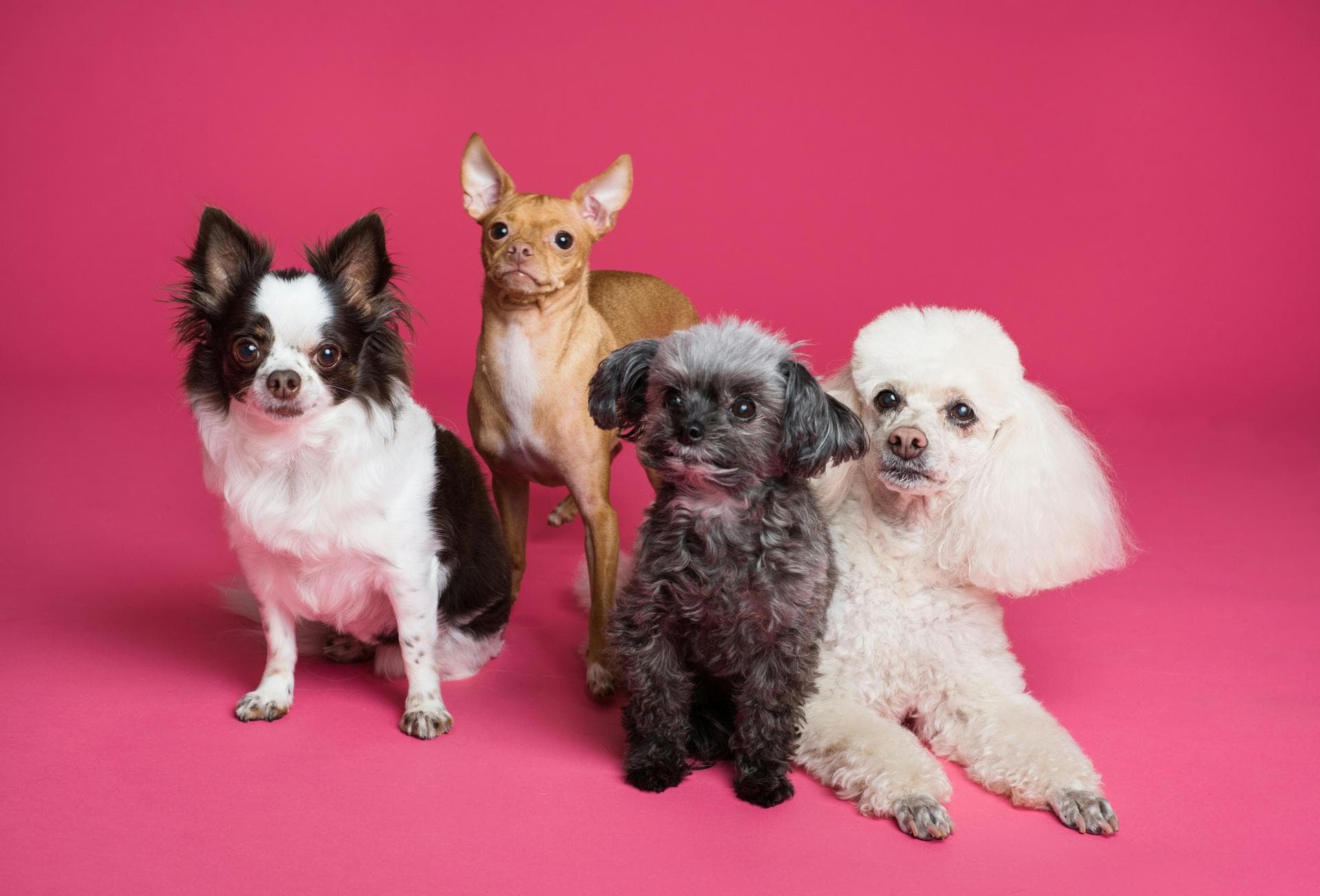 Pet Microchipping Prices in Leeds