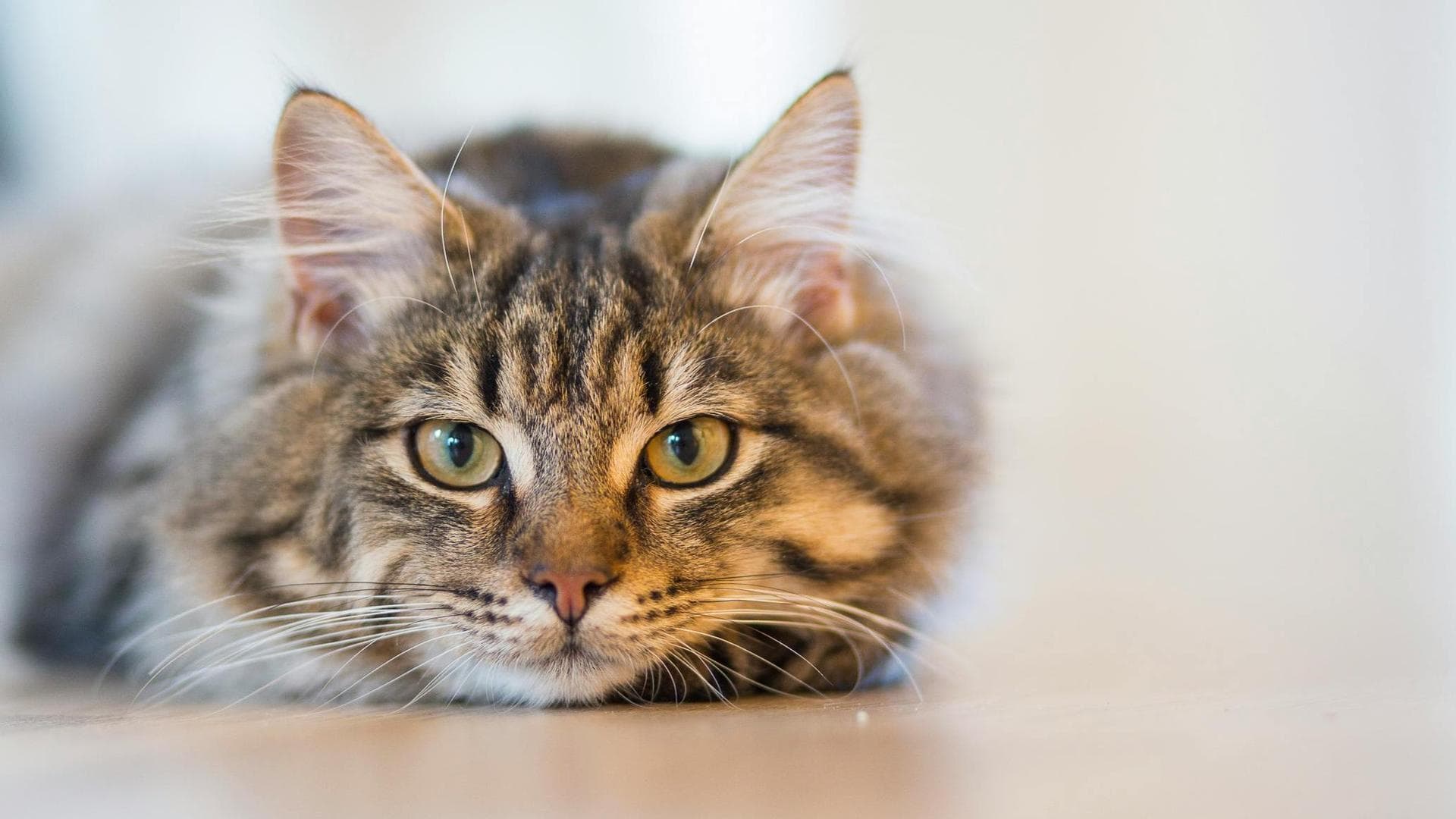 Cat Spaying Prices in Leeds