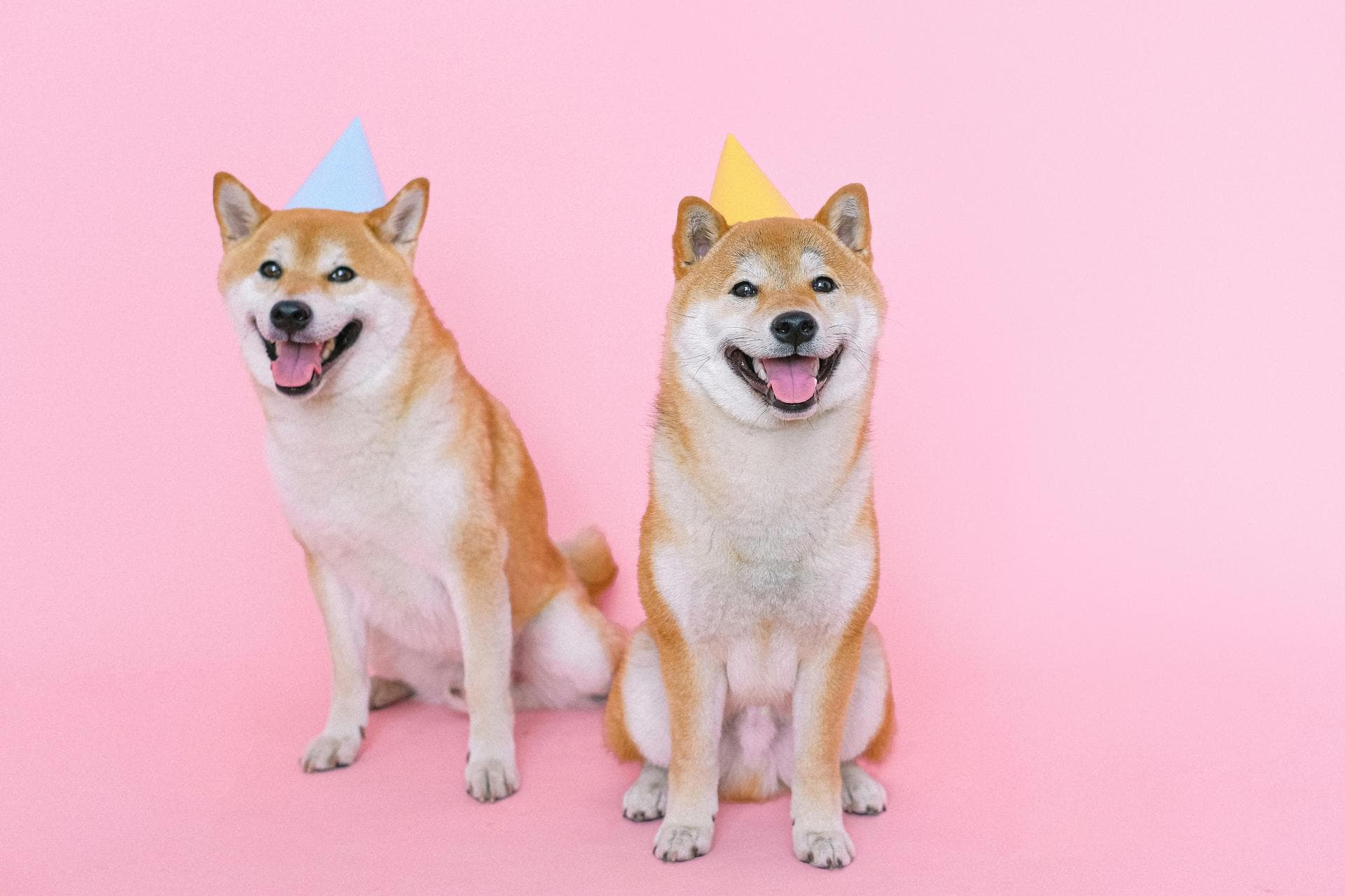 Dog Neutering Prices in Leeds
